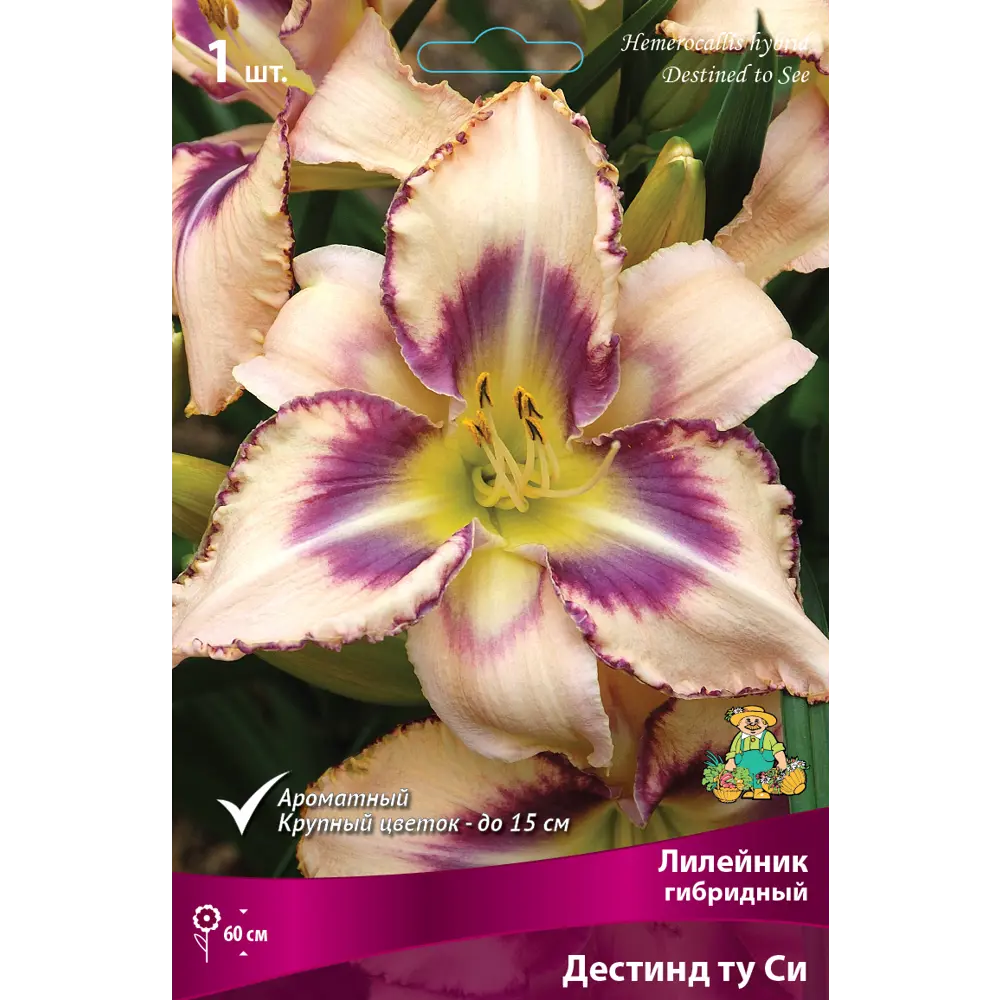 Лилейник гибридный «Дестинд ту Си» разбор I 82661823 STLM-2081930 Santreyd 