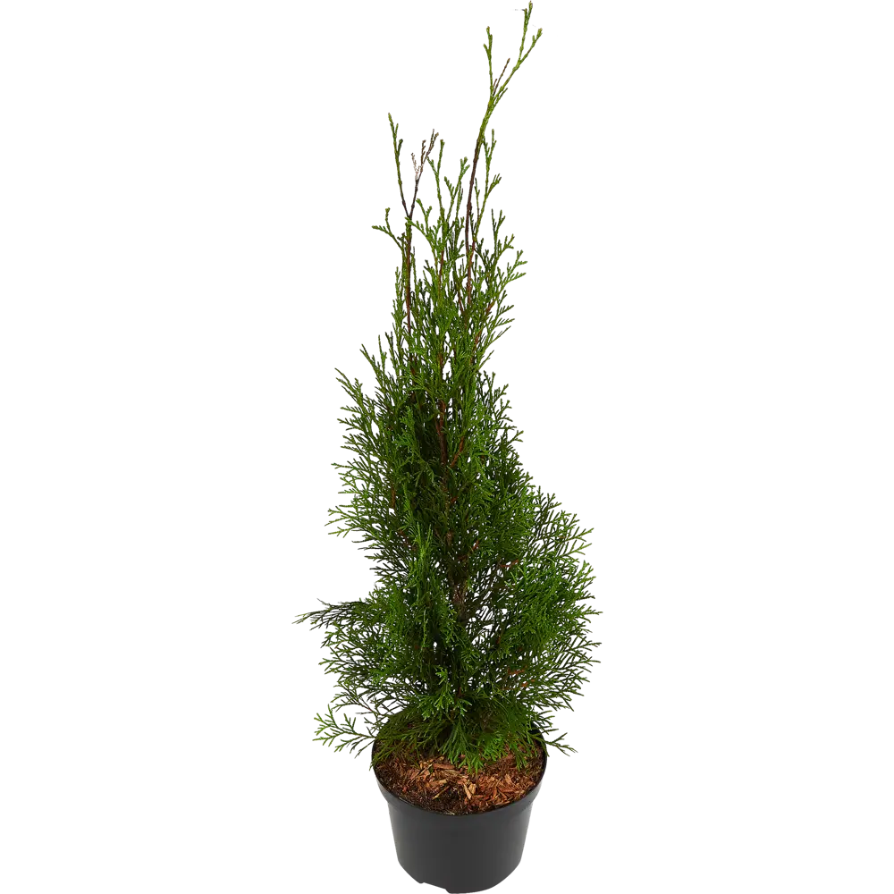 Santreyd Туя западная Смарагд — изумрудная пирамида для живых изгородей 84429198 STLM-0049925