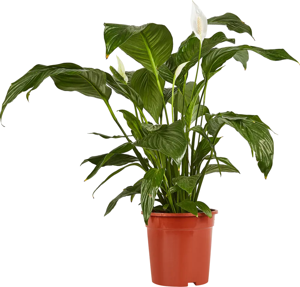 Santreyd Спатифиллум 'Женское счастье' - живая элегантность в интерьере 86750221