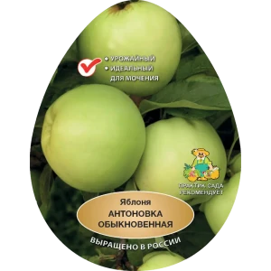Яблоня Антоновка обыкновенная h200 см Поиск Инвест 84399291 STLM-2070871