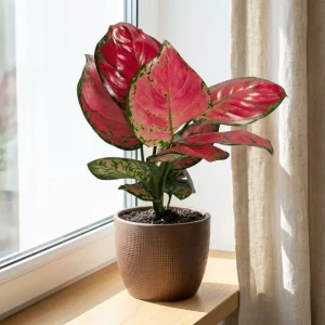 Аглаонема Бьюти ø9 h20 см 89396226 STLM-2044119