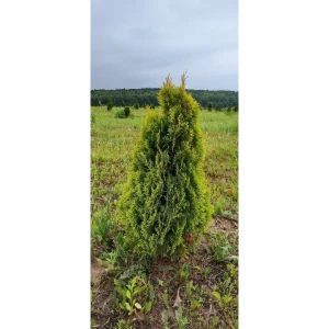 Туя западная Голден Смарагд ø41 h80 см 85361349 STLM-2074950