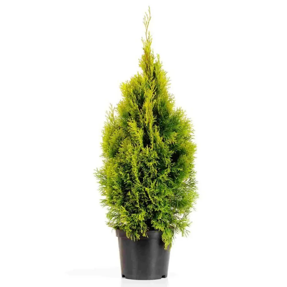 Туя западная Холмструп ø15 h55 см 84832949 STLM-2134595 PLANTMARKET 