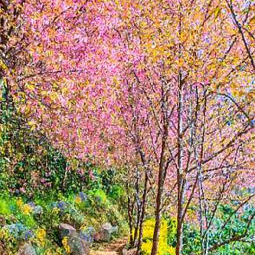 L-033 Фотообои DIVINO L&P 1х2.7 м L033