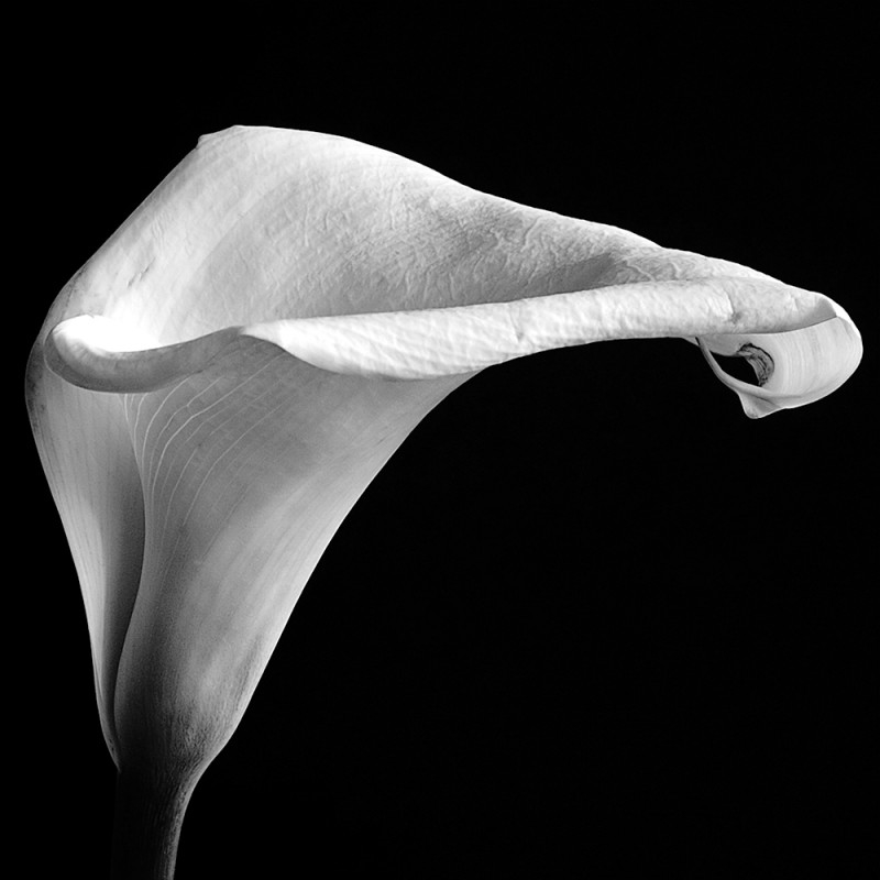 0425/CX38 Картина 0425 Adriani e Rossi  - Вид №1