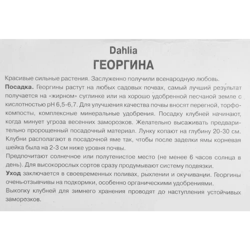 Георгина декоративная Авиньон луковица I 83593729 STLM-2188811 ПОИСК  - Вид №2