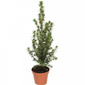 13874241 Ель живая «Глауконика», высота 30 см