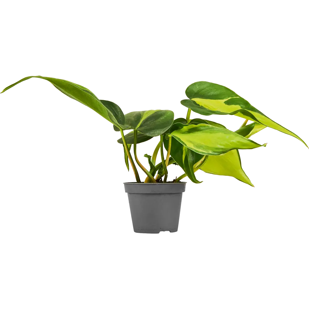 Santreyd Филодендрон Бразилия - комнатная лиана с пестрыми листьями 87819635 STLM-0075869 - Вид №1