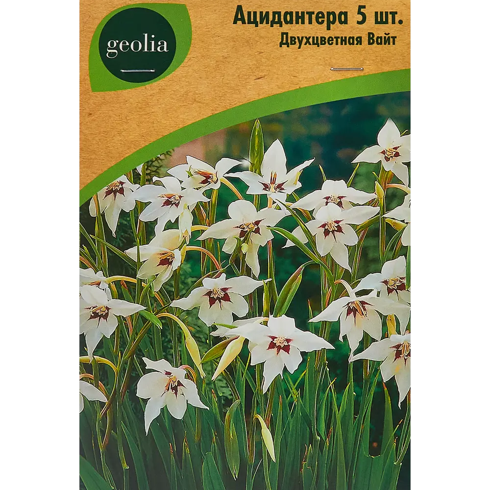 Ацидантера Geolia двухцветная Вайт 5 шт 86408664 STLM-2181949 