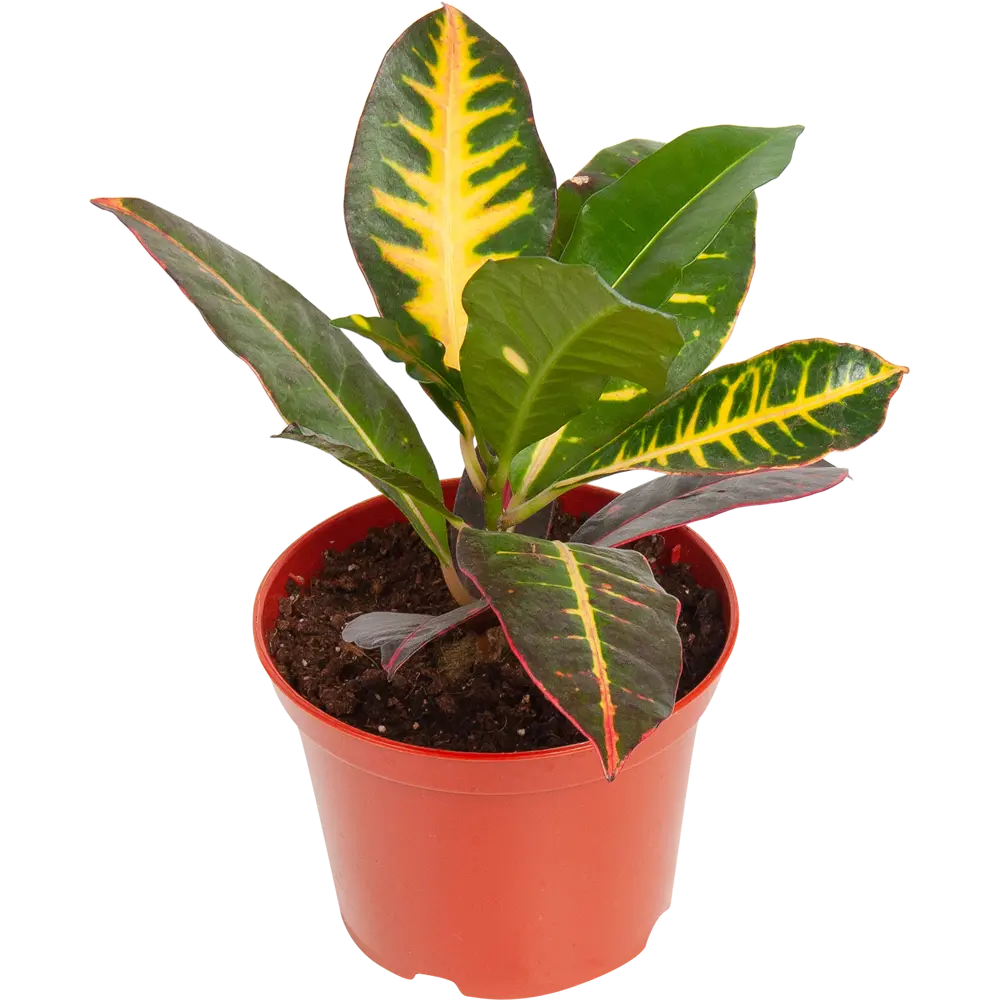 Santreyd Кодиеум - тропическое украшение интерьера 82560394 STLM-0029933