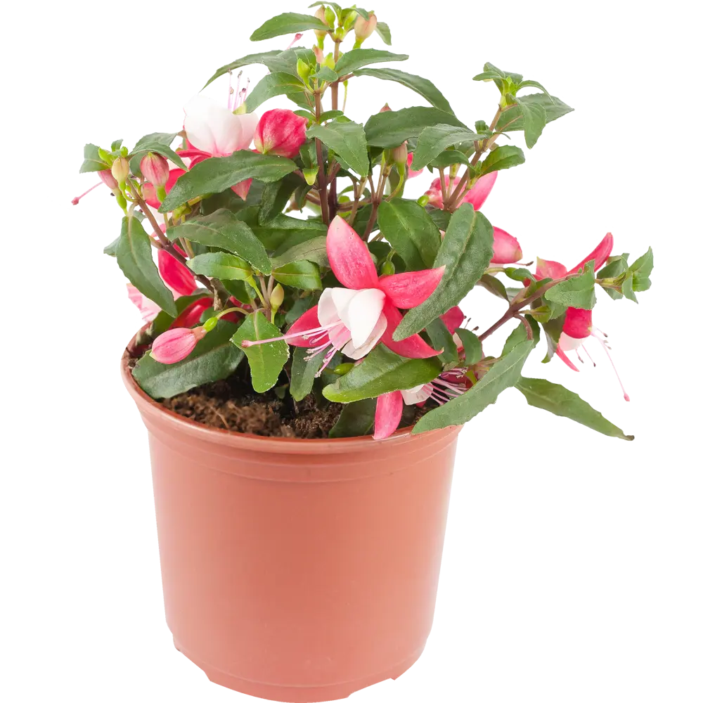 Фуксия Santreyd - цветущая балерина в вашем саду 15983337 STLM-0006520