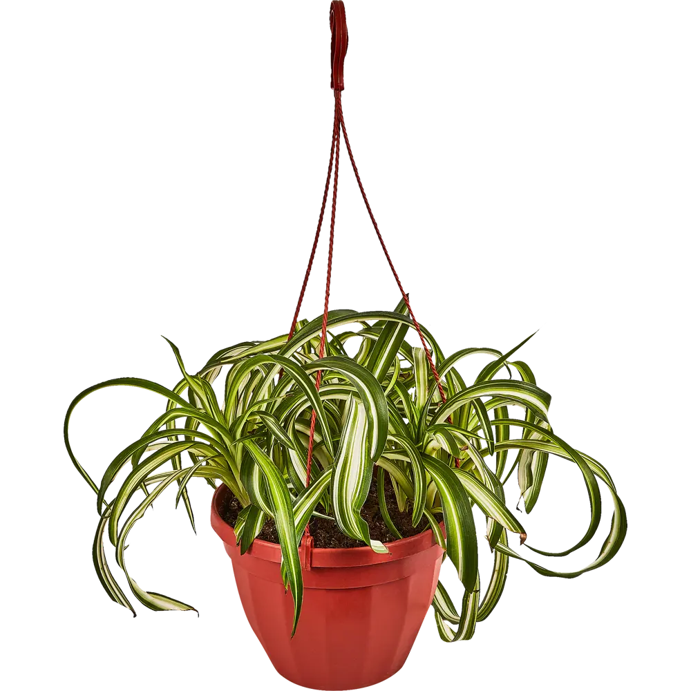 Santreyd Хлорофитум Бонни — изящный каскад зелени в кашпо 89338392 STLM-1326205 - Вид №1