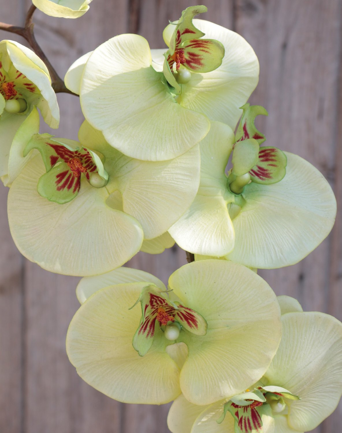 2581 788 a3 Искусственная орхидея Phalaenopsis, 103 см, real touch, бежево-зеленая H-andreas  - Вид №7