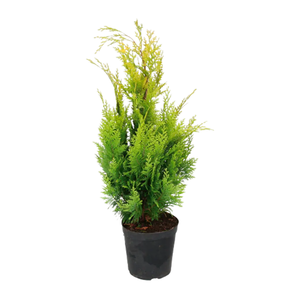 Кипарисовик Лавсона Ивонне ø22 h60 см 84834148 STLM-2098302 PLANTMARKET 