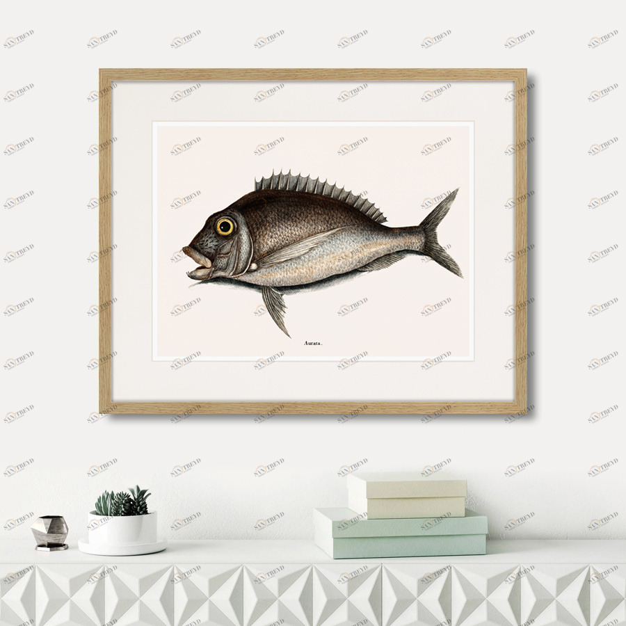 Картина: Marine life №7, 1725г. КАРТИНЫ В КВАРТИРУ  264308 Разноцветный 