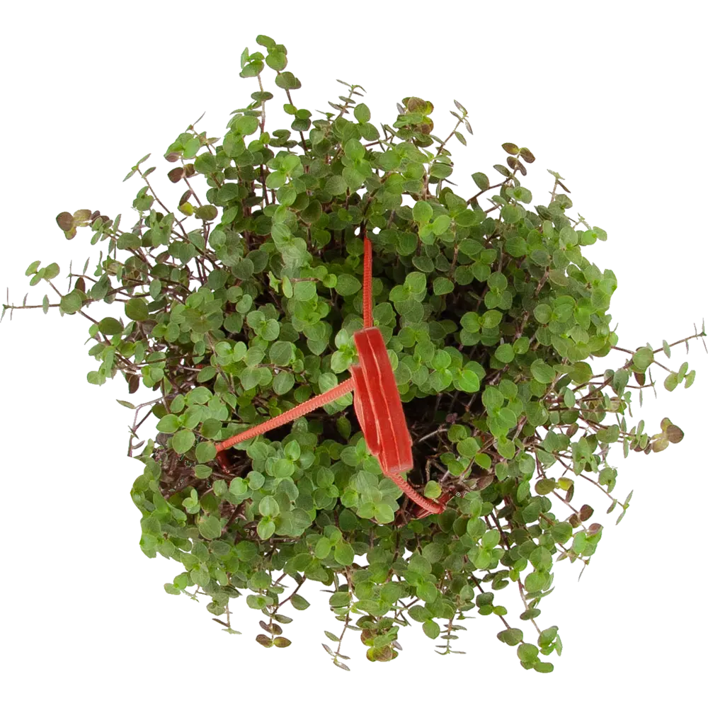 Santreyd Каллизия Репенс - вечнозеленое комнатное растение 82560385 STLM-0029927 - Вид №1