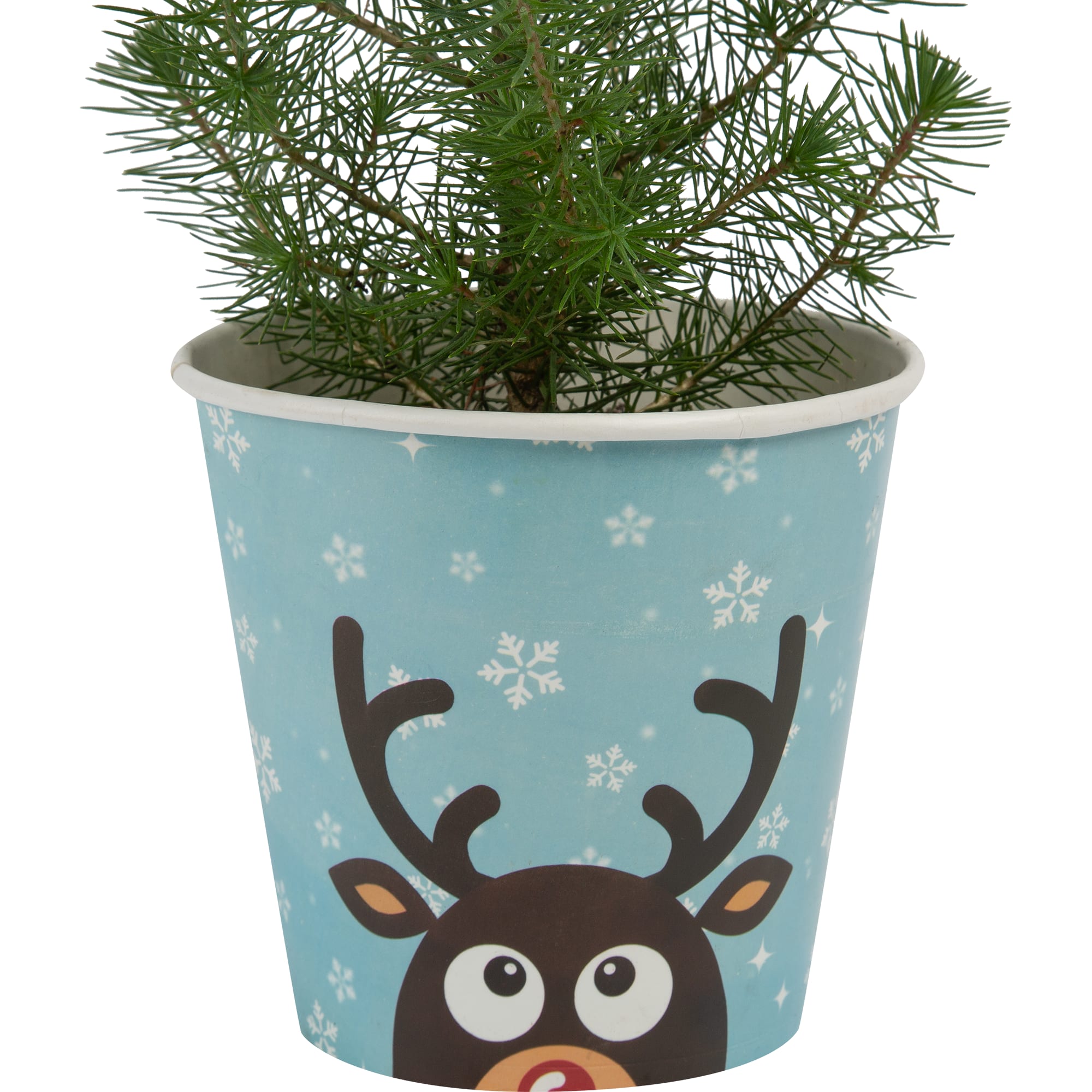 82769606 Сосна в кашпо Олень 14x40 см Santreyd  - Вид №2