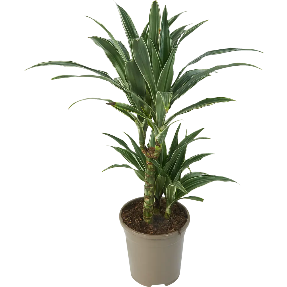 Santreyd Драцена Варнески — изящное тропическое растение с арочной листвой 85324830 STLM-0061445 - Вид №1