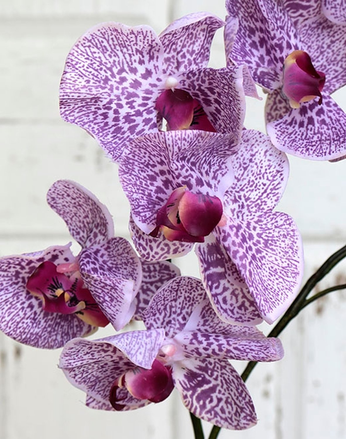 2831 227 a3 Пластиковая орхидея Phalaenopsis, 105 см, real touch, светло-фиолетовый-темно-фиолетовый H-andreas  - Вид №1