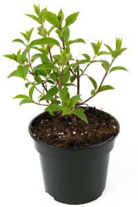 Гортензия метельчатая Vanille Fraise - саженец цветущего растения 84841601