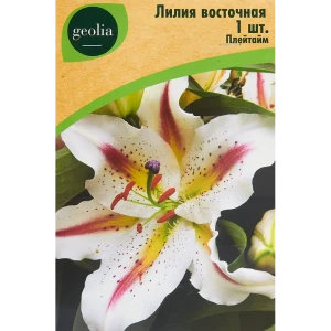 Лилия Geolia восточная Плейтайм 86408626 STLM-2046053