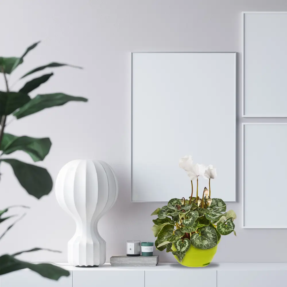 Цикламен Santreyd — изящный многолетник с серебристой листвой 18438828 STLM-0010786 - Вид №3