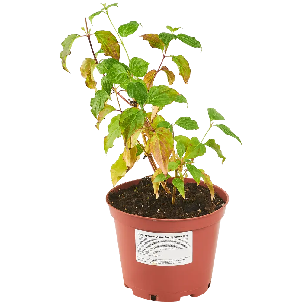 Santreyd Дёрен кроваво-красный - декоративный кустарник для живой изгороди 87811880 STLM-0075779 - Вид №1