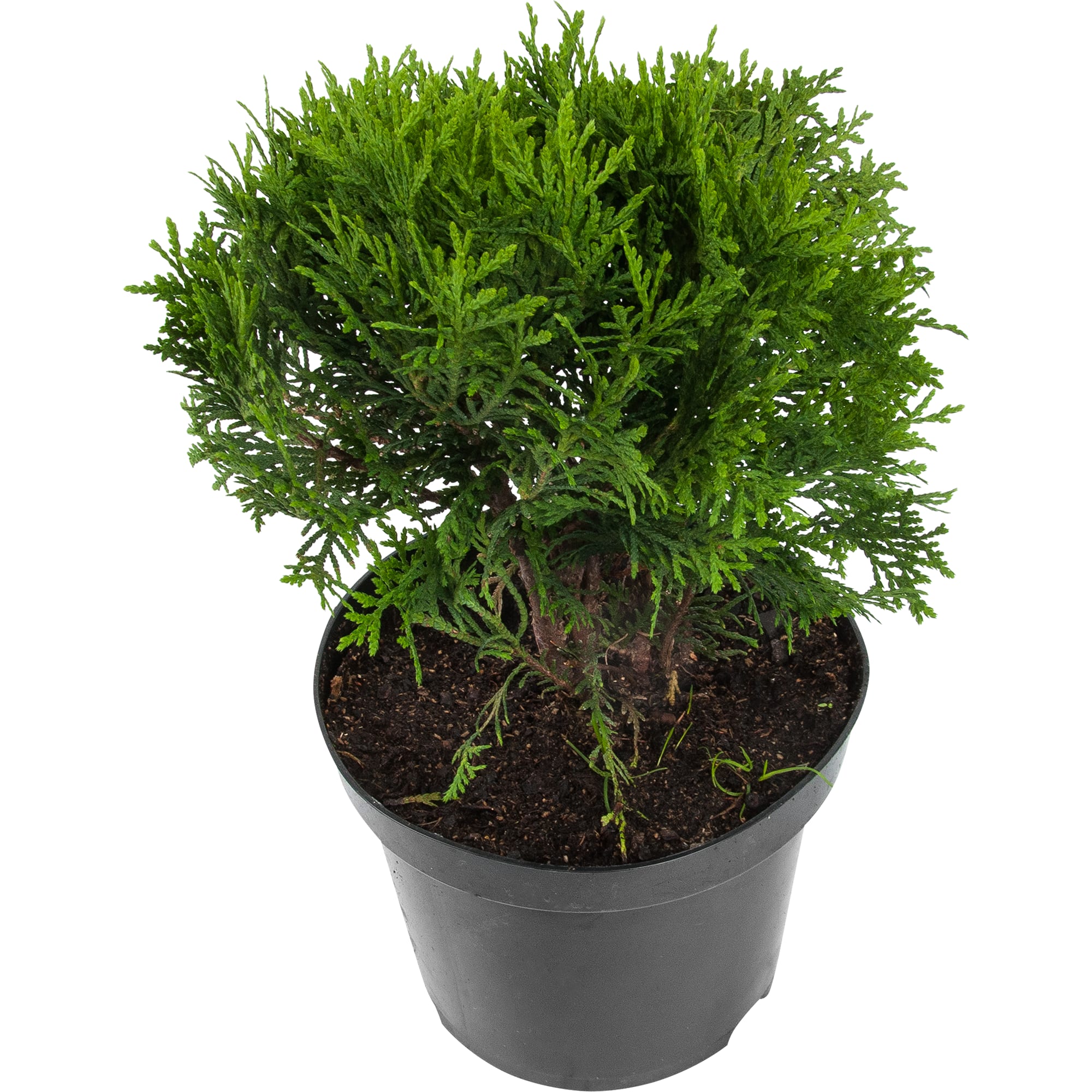 82644370 Туя западная Даника h 20-25 см C2/C3 Santreyd 