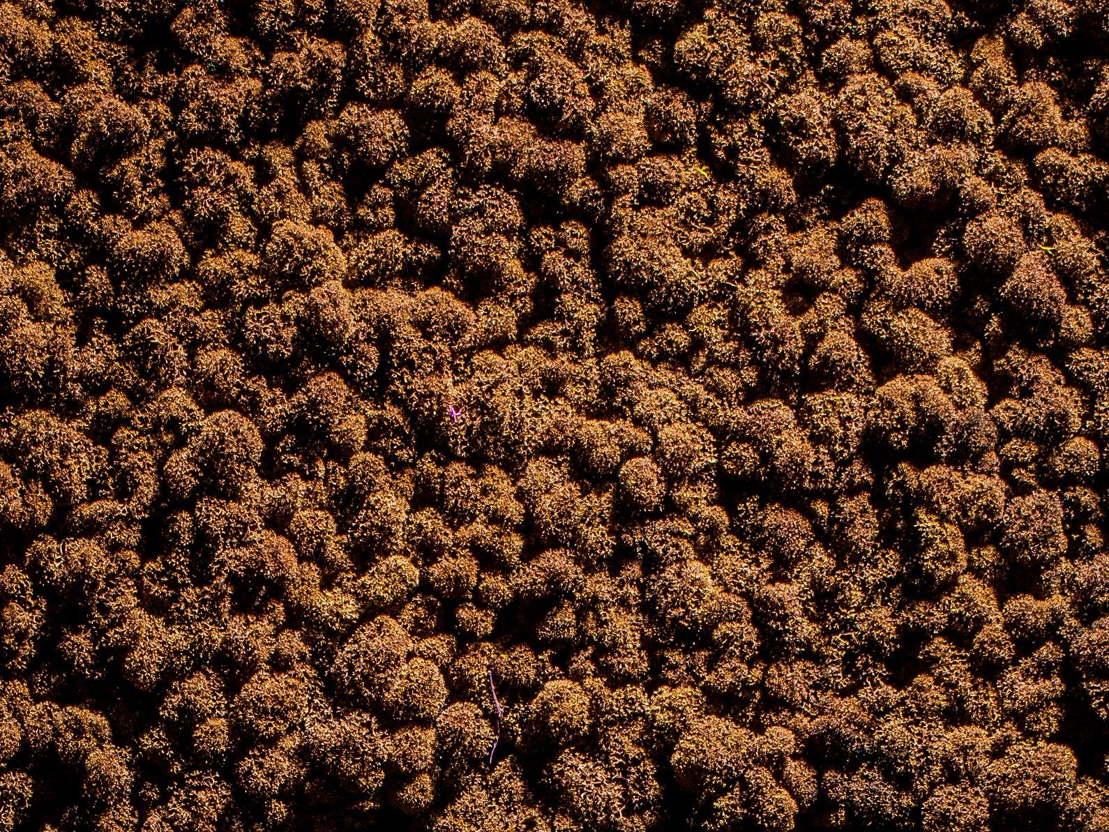 Растительная стена из мха Freund GmbH Green ARCH-00131248 - Вид №20