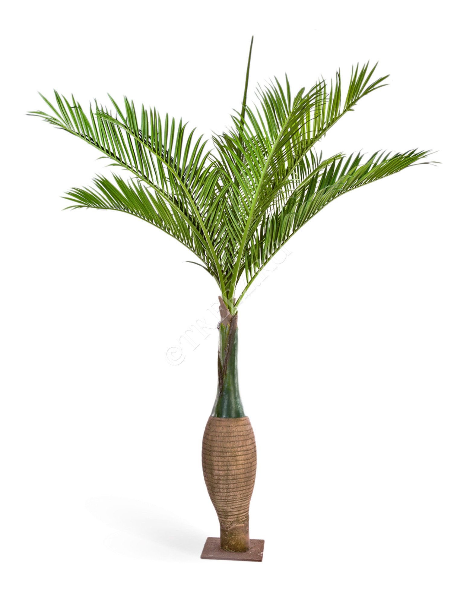 10.47211N Пальма Бутылочная Гигантская Цветочная коллекция 