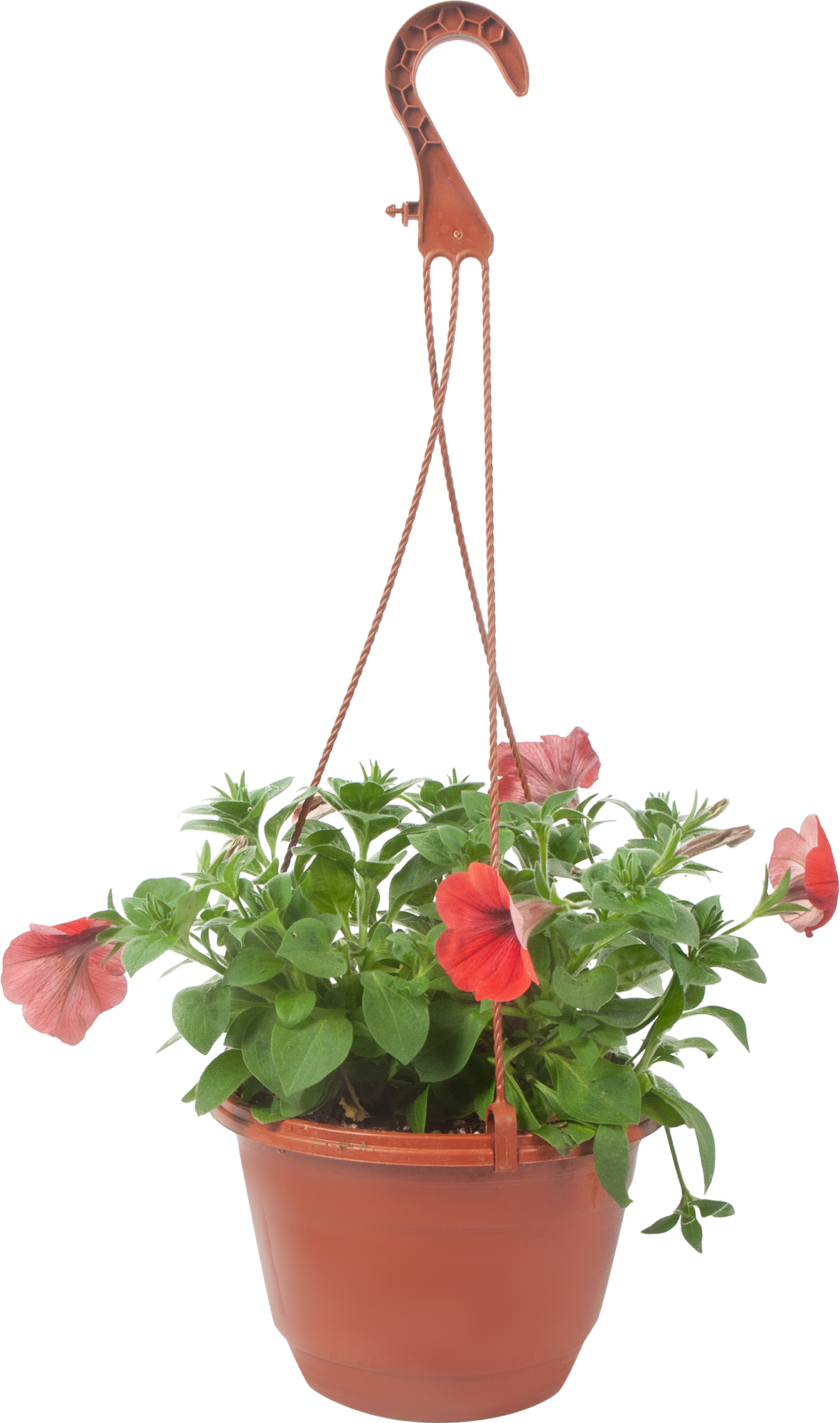 Петуния Santreyd в кашпо - цветущий саженец для дома и сада 83248483