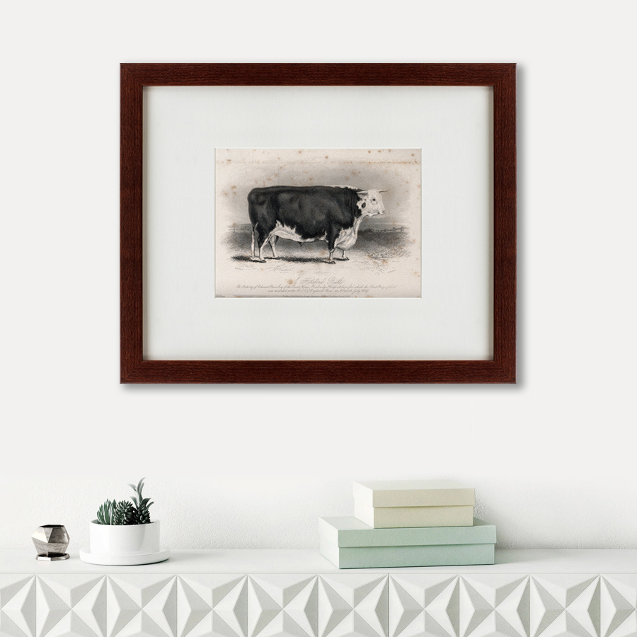 Картина в раме 52х42 см A Hereford bull, 1849 КАРТИНЫ В КВАРТИРУ  135685 Белый;черный  - Вид №1