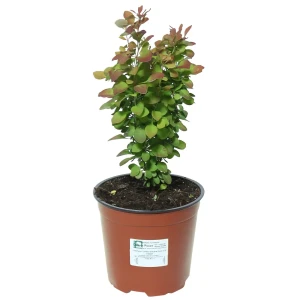 Барбарис Тунберга Оранж Рокет Santreyd - декоративный кустарник для живых изгородей 81968696