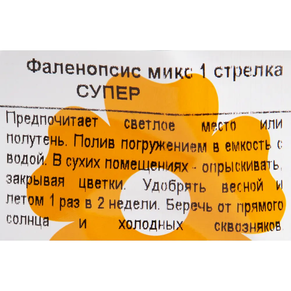 Santreyd Орхидея Фаленопсис микс с элегантной цветочной стрелкой 12725420 STLM-0957792 - Вид №2