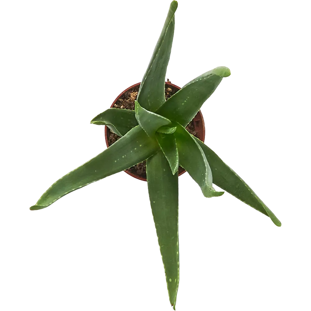 Алоэ Вера Santreyd - целебный суккулент для дома ø9 h25-35 см 85324980 STLM-0061538 - Вид №2