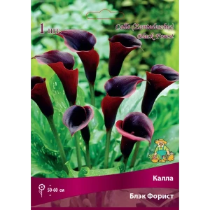 Калла Блэк Форист 14/16, 1 шт 82530337 STLM-2197085