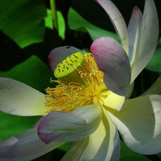 WP01995 Фотообои Verol Фотообои decoline 1х1 м