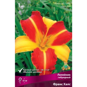 Лилейник гибридный Франс Халс 82530245 STLM-2114969
