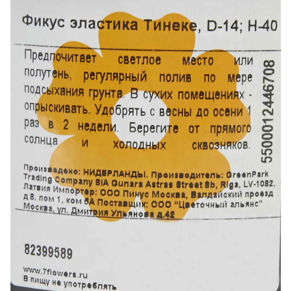 Фикус Эластика Тинеке ø14 h40 см Цветочный альянс 82399589 STLM-2157902 Santreyd  - Вид №2