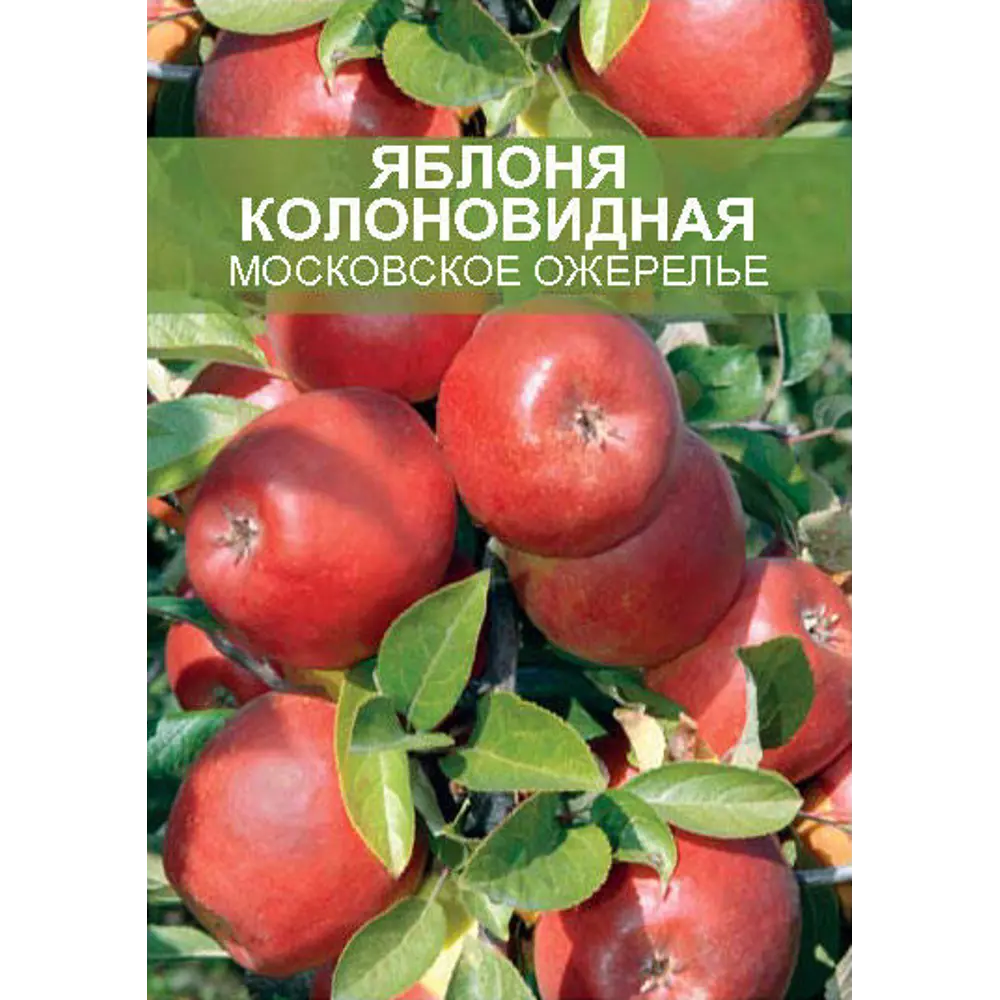 Яблоня колоновидная Московское ожерелье ø20 h180 см 85670474 STLM-2210938 Santreyd 