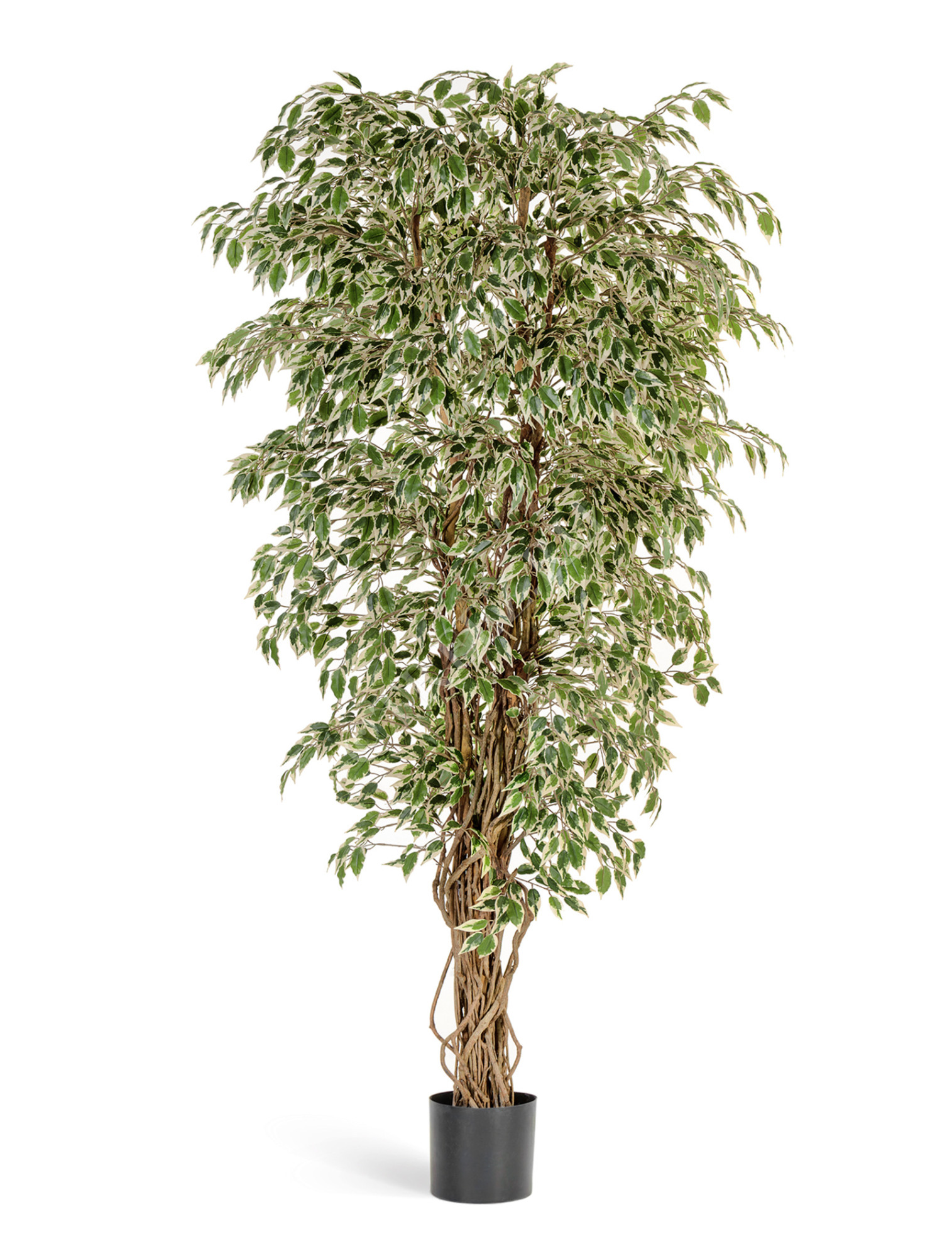 10.30906NW Гавайский фикус лиана пёстролистный Цветочная коллекция 