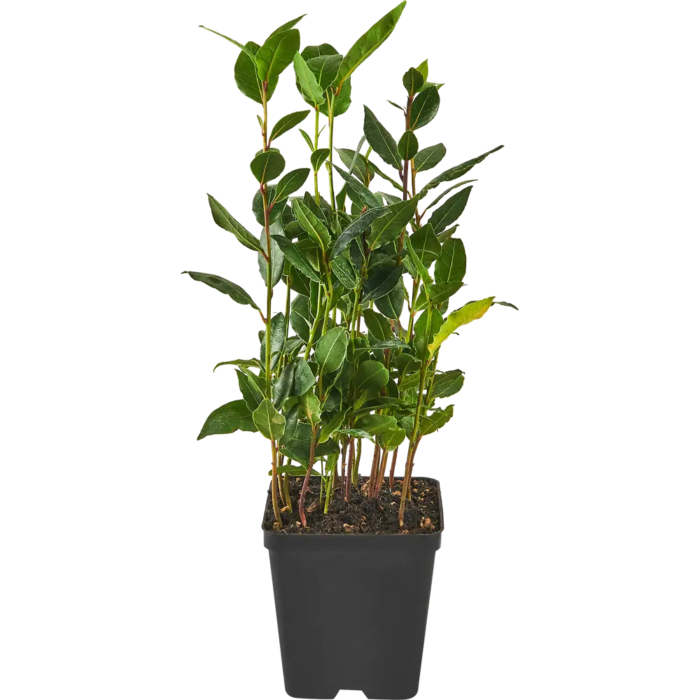 Santreyd Лавр — ароматное украшение интерьера и кухни 87819660 STLM-0075872 - Вид №1