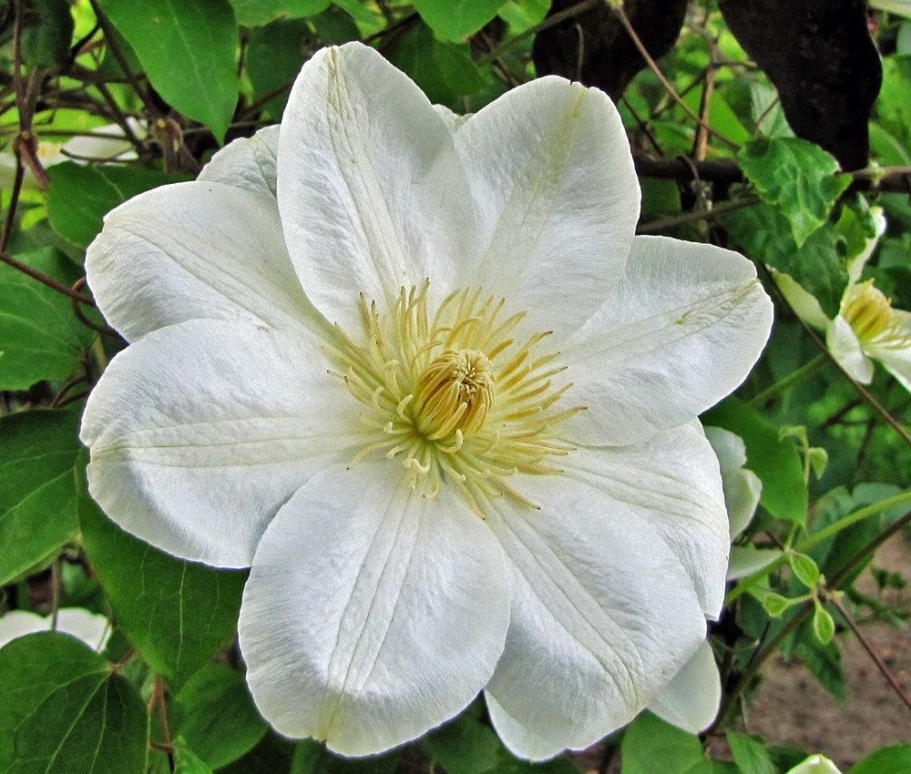 Клематис Дженси Крим Santreyd - крупноцветковый многолетник для вертикального озеленения 85324315 STLM-0061389 - Вид №2