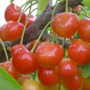 Черешня Фатеж ø28 h120 см 85325516 STLM-2158747
