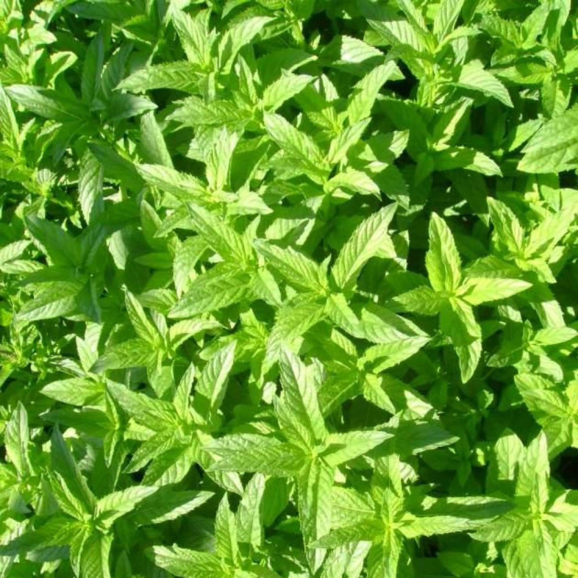 85326943 Мята Якима ø15 h20 см Santreyd 