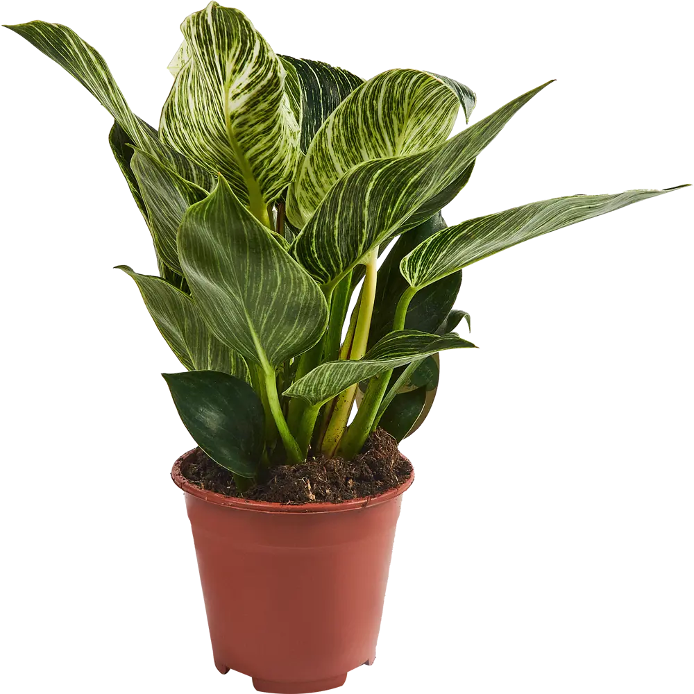 Филодендрон Биркин Santreyd — комнатное растение с контрастными листьями 85062737 STLM-0058077