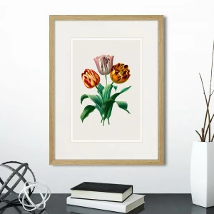 Литография на тонированной бумаге 42х32 см Botany illustration №23, 1836г. КАРТИНЫ В КВАРТИРУ  264496 Белый;коричневый;разноцветный