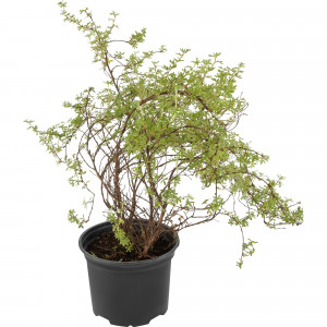 82585345 Лапчатка кустарник «Дейдаун» 15x20 см