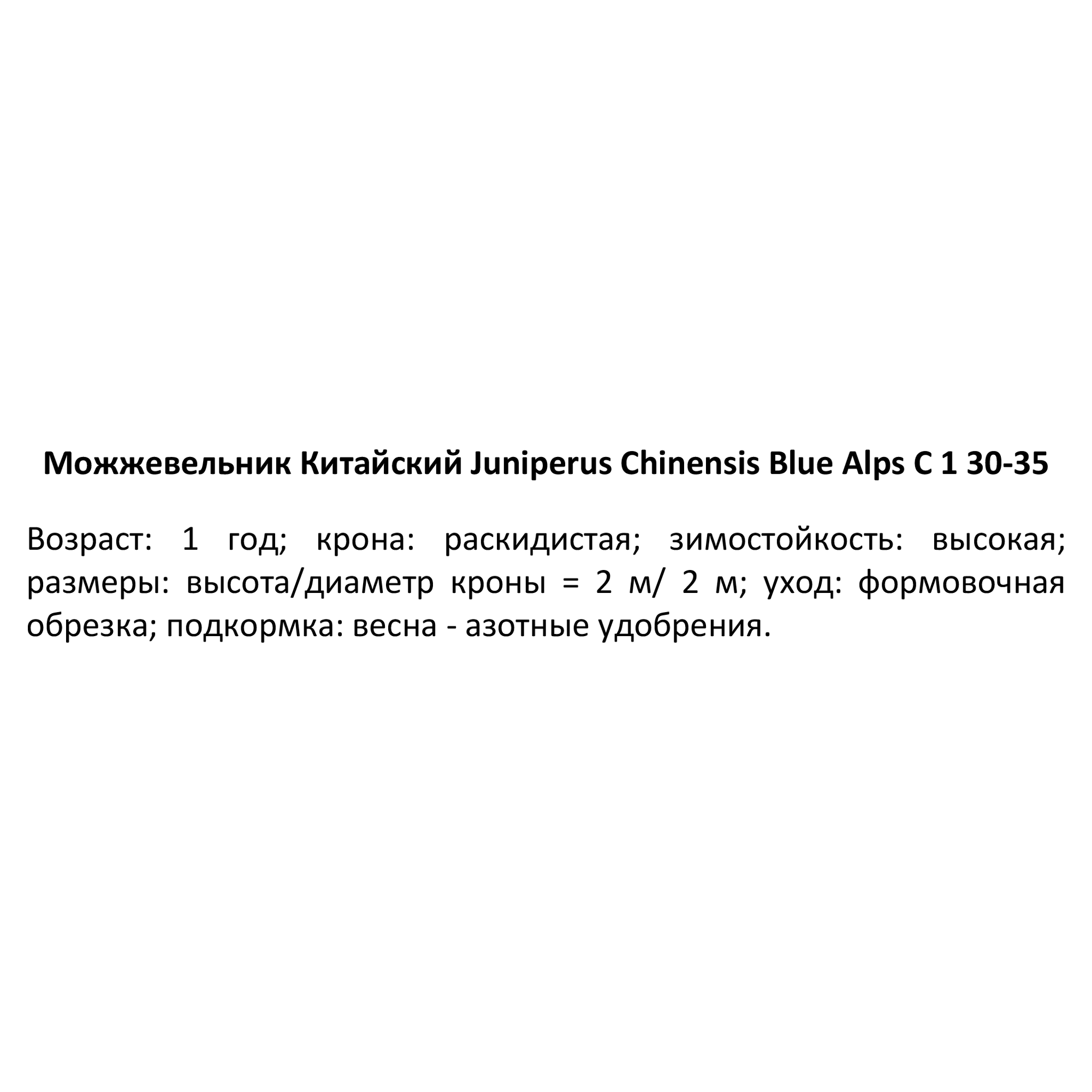 PLANTMARKET Можжевельник Блю Альпс - хвойный кустарник с серебристо-голубой хвоей 84834032 STLM-0055828 - Вид №2