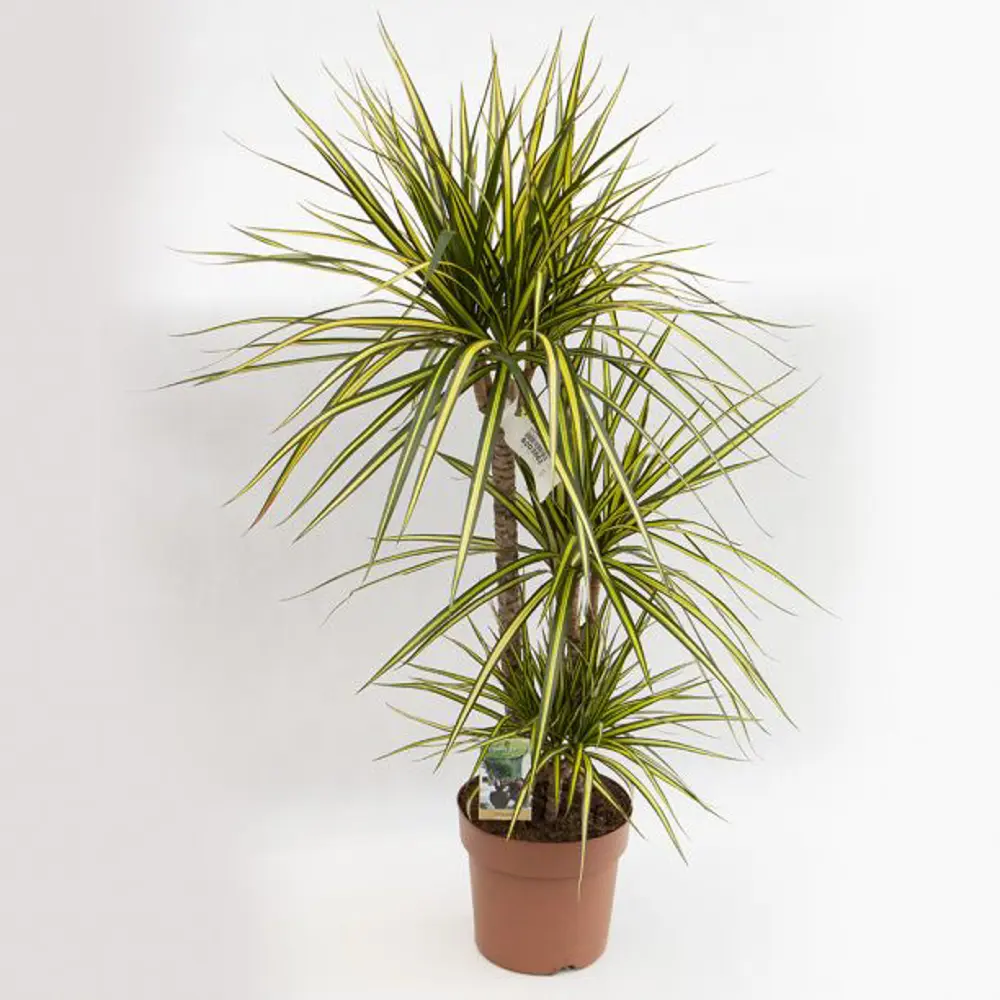 Драцена Санрей от Santreyd - трехствольная композиция для интерьера 89354580 STLM-0951020